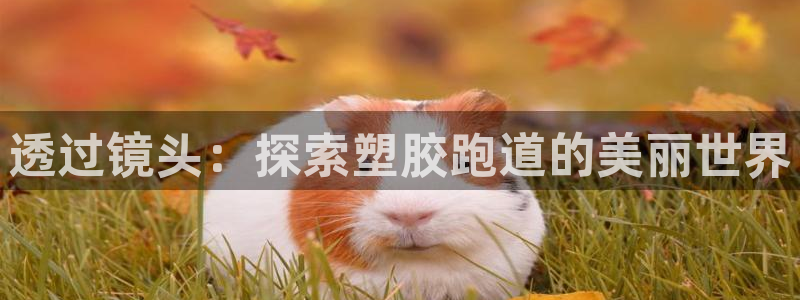 红足1世足球比分 localhost：透过镜头：探索塑胶跑道的美丽世界