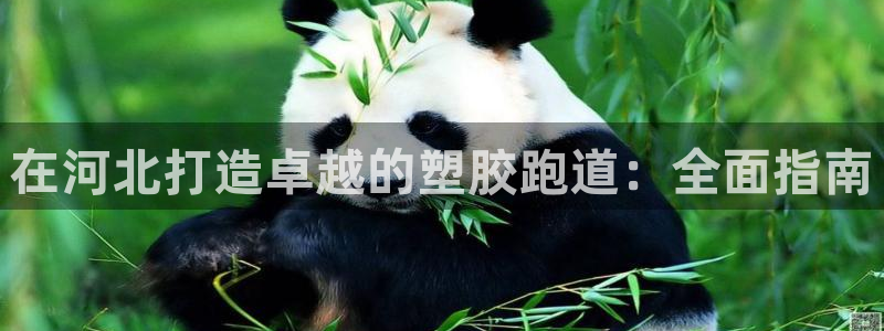 红足1一世开奖版：在河北打造卓越的塑胶跑道：全面指南