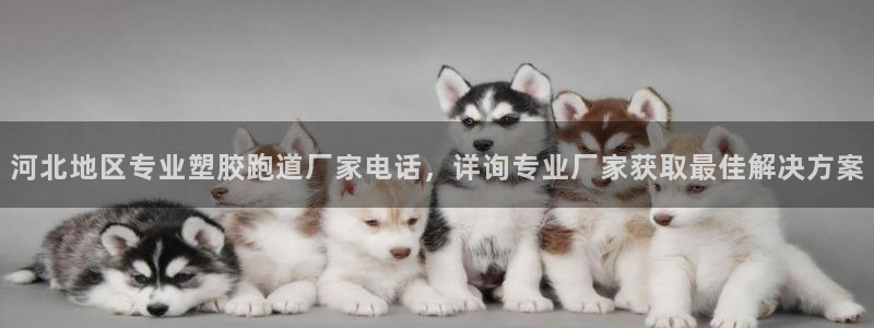 红足一1世皇冠：河北地区专业塑胶跑道厂家电话，详询专业厂家获取最佳解决方案